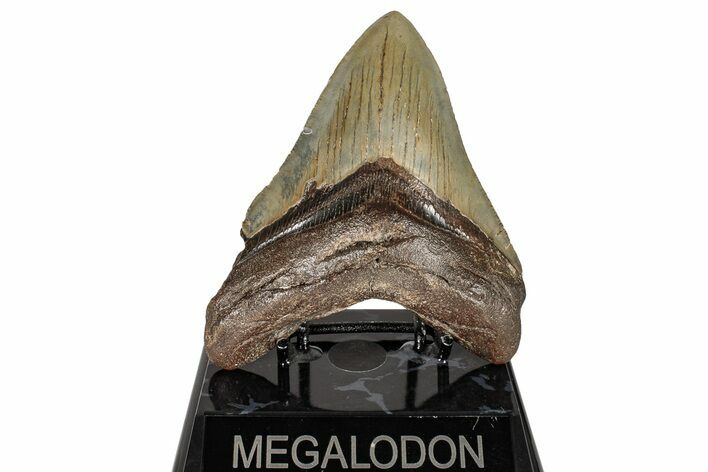 Serrated, Fossil Megalodon Tooth - North Carolina #245772